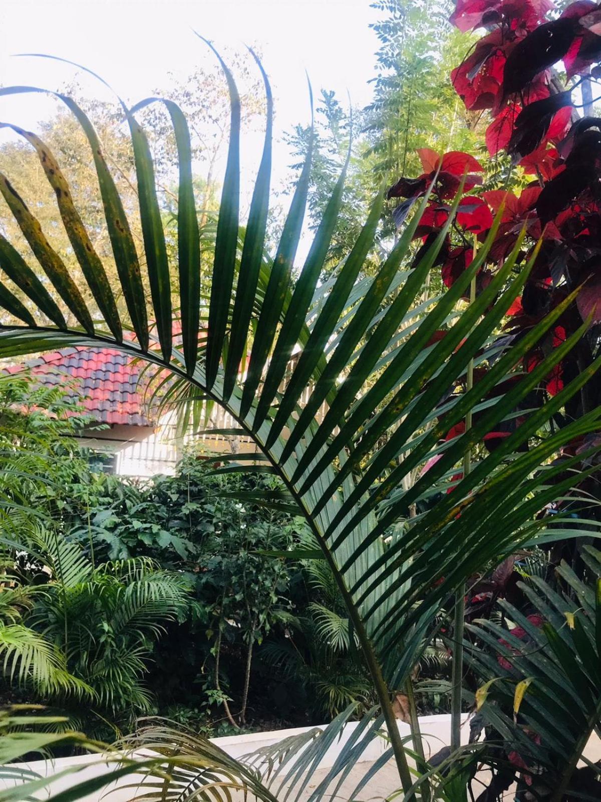 Coorg Orange Blossom Resort And Spa Suntikoppa Экстерьер фото